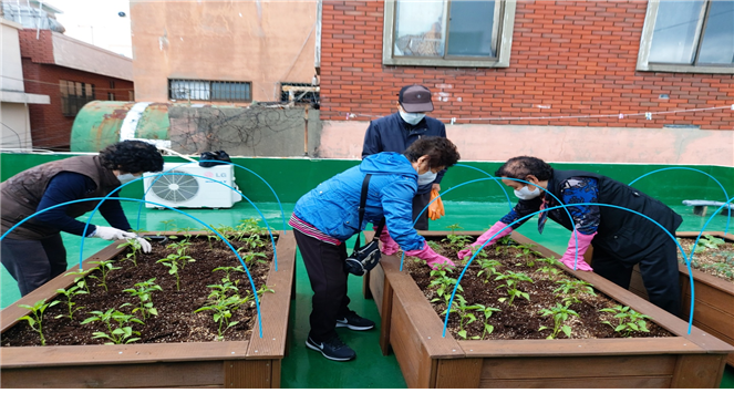 경로당 옥상에 예쁜 텃밭을 가꾸어..