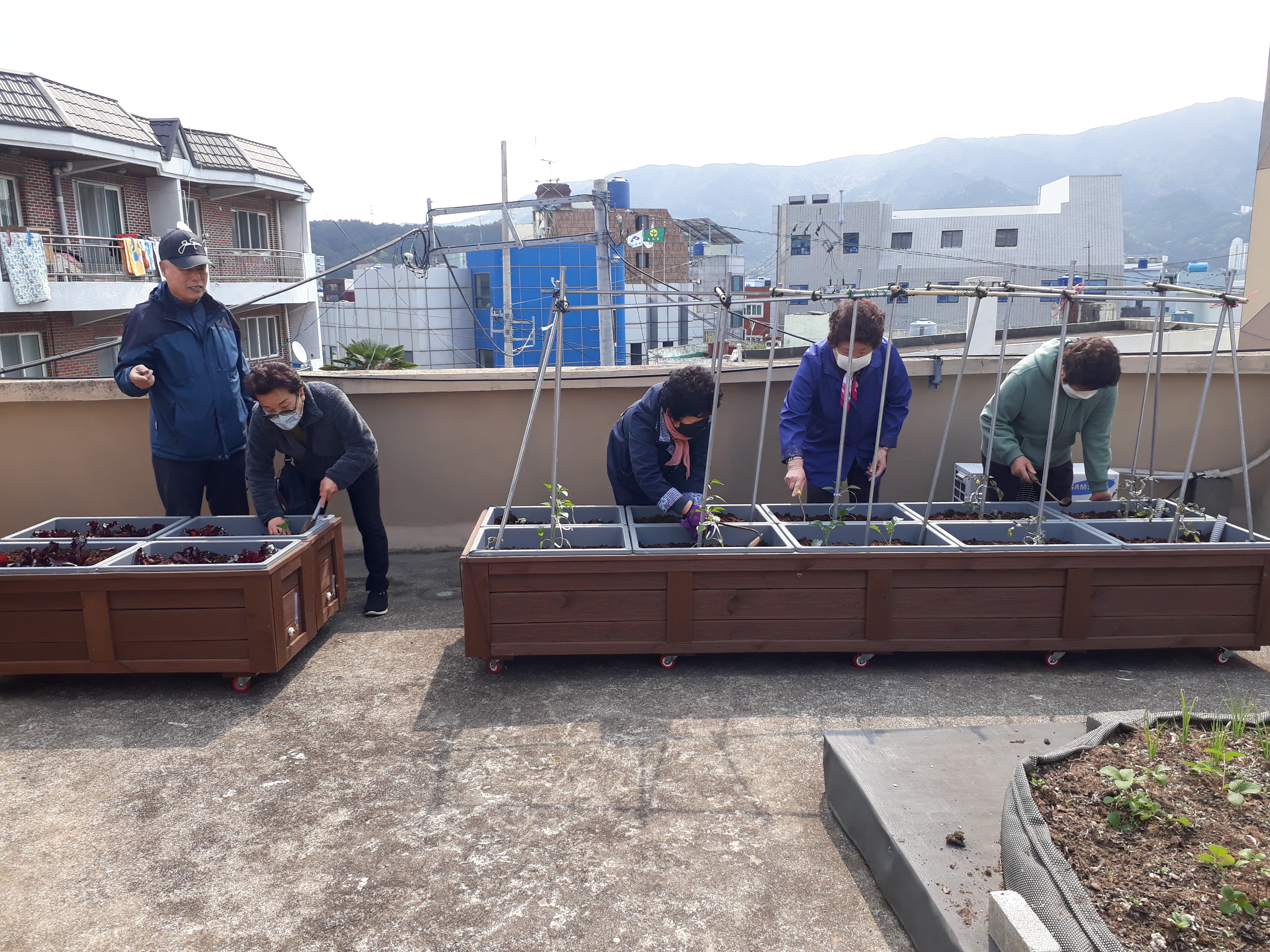 경로당 옥상에 예쁜  텃밭을 가